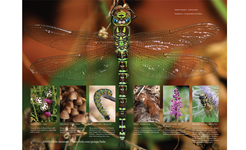 Double page spread from The Hertfordshire Naturalist